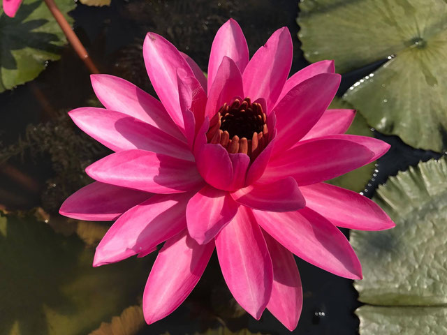 Nymphaea Pink Nightbloomer