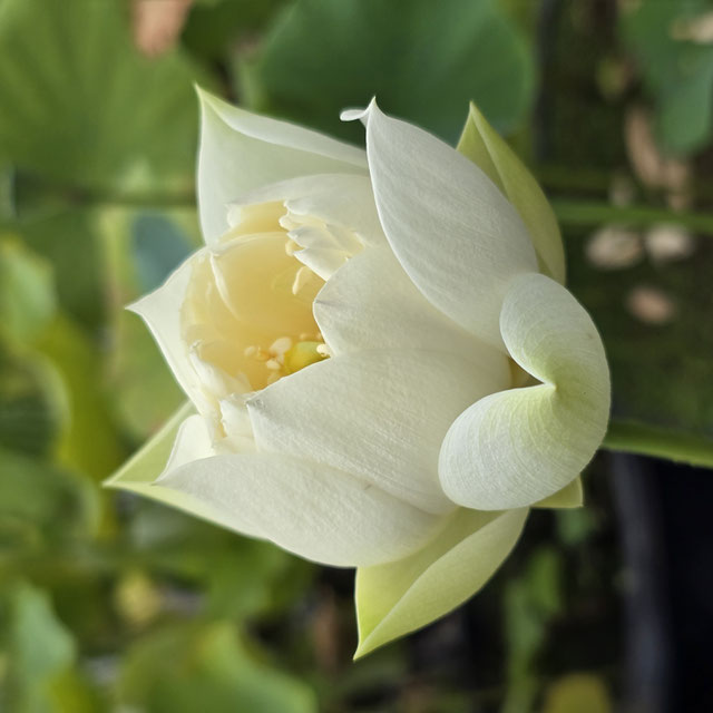 Nelumbo Huang Mudan / Yellow Peony