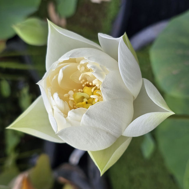 Nelumbo Huang Mudan / Yellow Peony