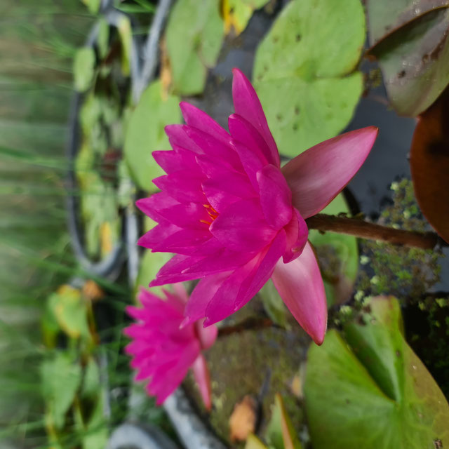 Nymphaea Siam Marble
