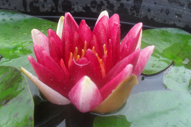 Nymphaea Perry's Deepest Red