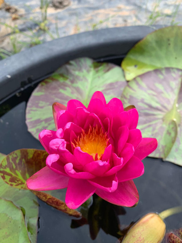 Nymphaea Bangkok Pink Panther