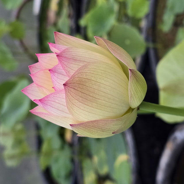 Nelumbo Splendid Sunset