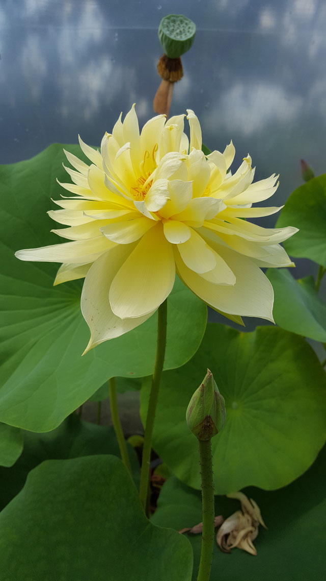 Nelumbo Autumn in Moling / Moling Qiu Se