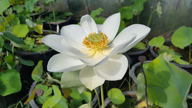 Nelumbo Lotusland's Dao