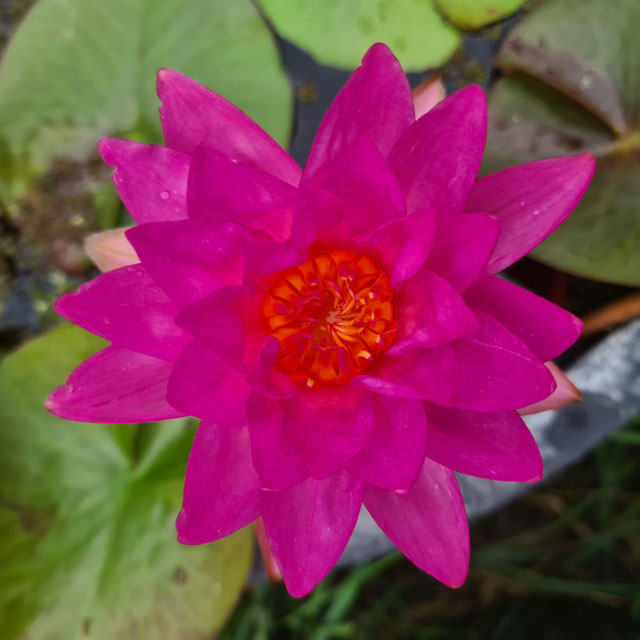 Nymphaea Siam Marble