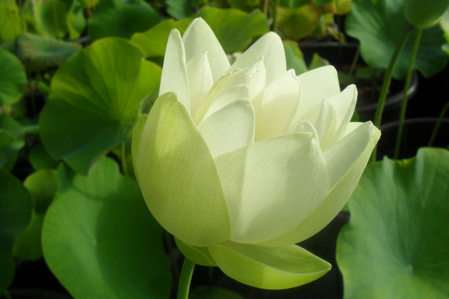 Nelumbo Korea White