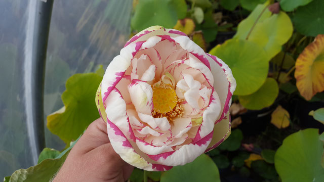 Nelumbo Da Sa-Jin