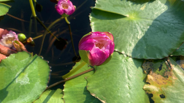 Nymphaea immutabilis pink