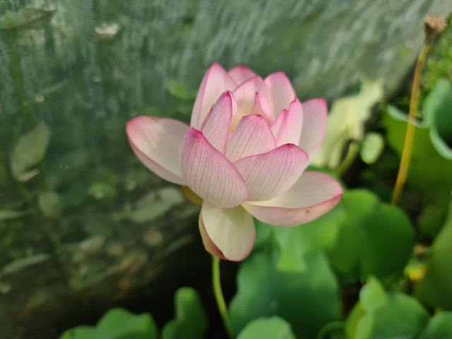 Nelumbo ID-07-01-2014