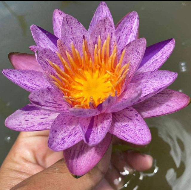 Nymphaea Amethyst Crystal