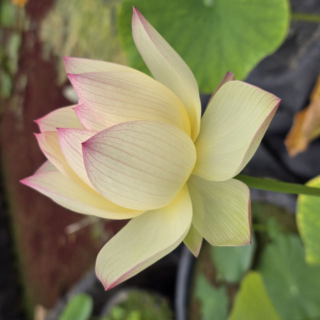 Nelumbo Splendid Sunset