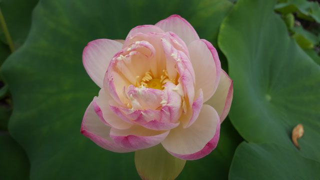 Nelumbo Chérie Chérie