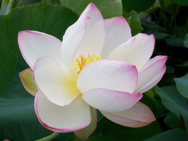 Nelumbo Maihiren