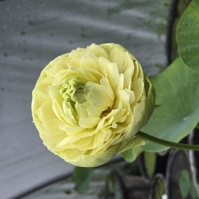 Nelumbo Lemon & Lime