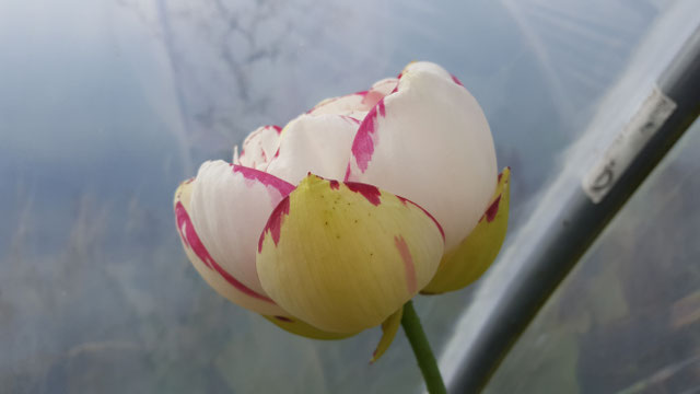 Nelumbo Da Sa-Jin