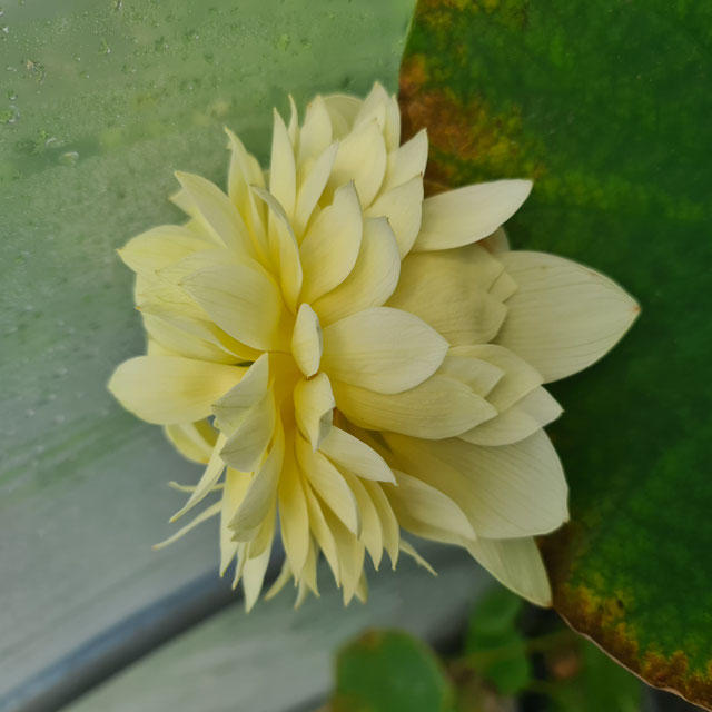 Nelumbo Golden Builder 振国黄