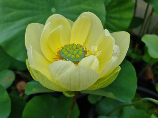 Nelumbo Jade in Jinling