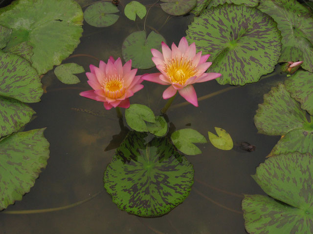 Nymphaea Albert Greenberg