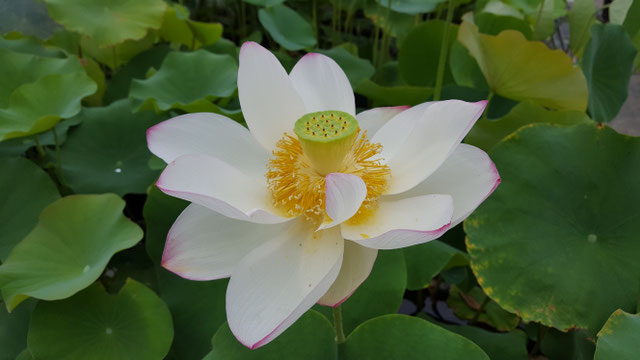 Nelumbo David