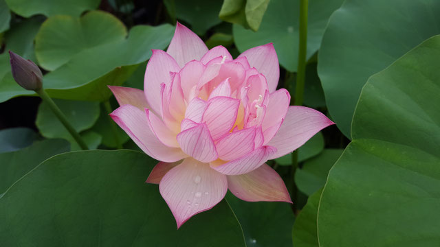 Nelumbo Qinhuai Lantern