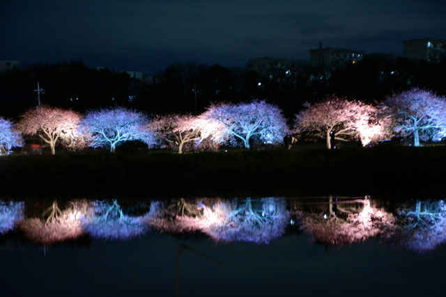 『 新川の夜桜 』m-shimo