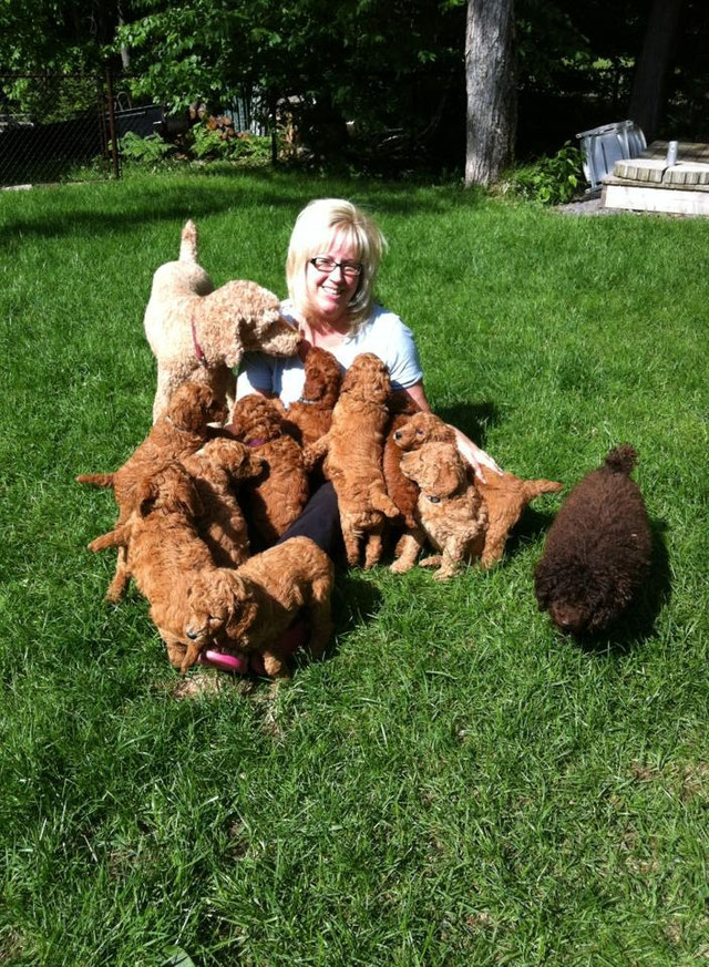 Éleveur de chien, chiot caniche tiny toy, Goldendoodle (doodle) petit