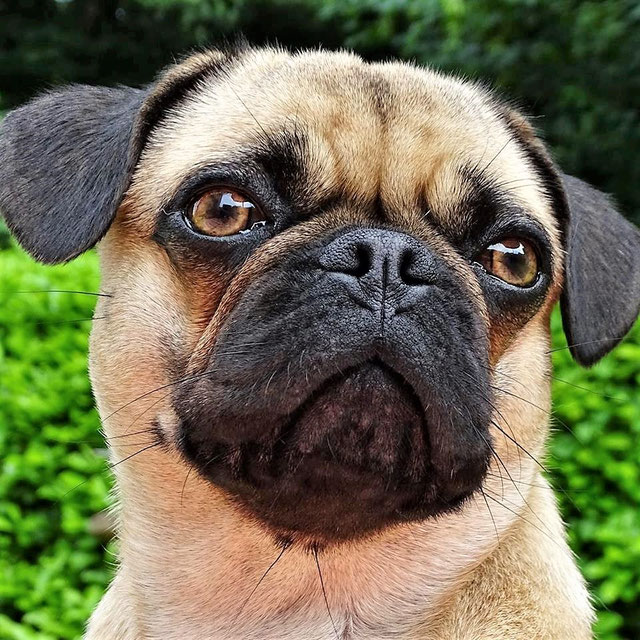 Qualzucht retromops johannisberg