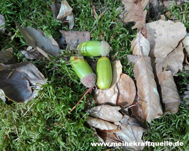 Mut zur Selbstfindung, Kraftquelle, Auszeit im Paradies, Herbst, Herbstbeginn, Eicheln im Wald