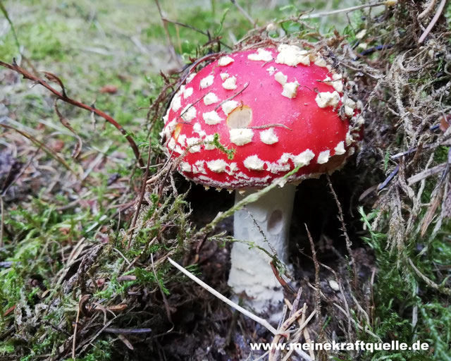 Herbstmagie, Herbst, Herbstzeit, Herbstfoto, Kraftquelle, Kraft tanken,