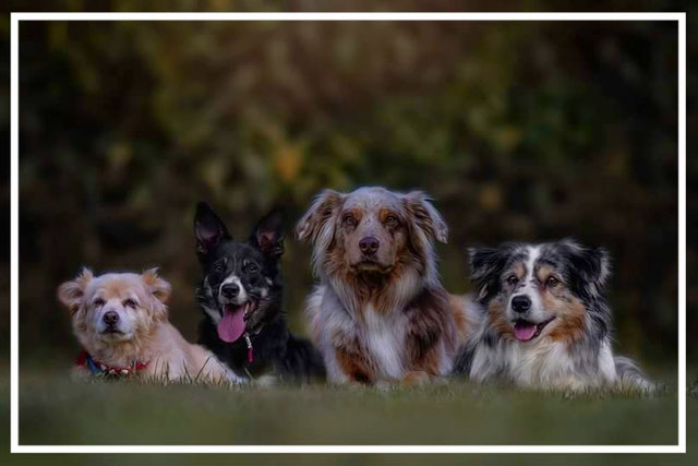 Mobile Hundephysiotherapie Melanie Marx hundephysiotherapiemarxs