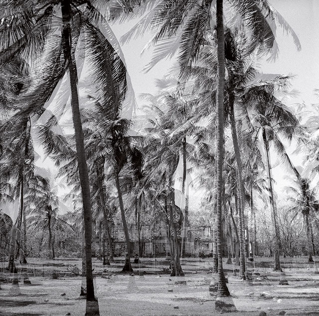 Palmen mit Haus, Costa Rica © Birgitta-Thaysen