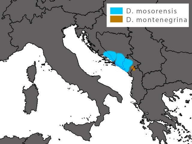 Dinarolacerta mosorensis Mosor Rock Lizard EUROLIZARDS