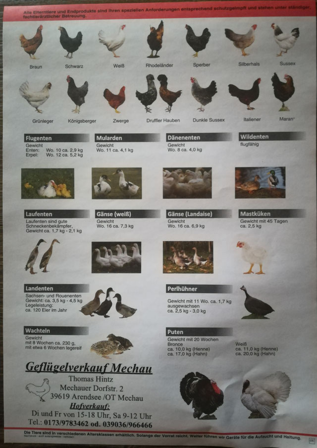 Einblick in den Geflügelhof Mechau GeflügelhofMechau