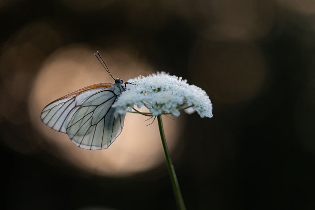 Photo de Sandrine Pompèle représentant sa série : Papillons et libellules