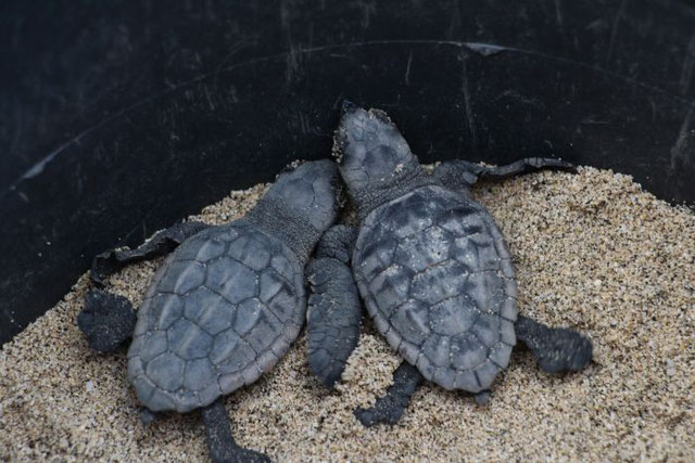 You could end up volunteering with sea turtles!