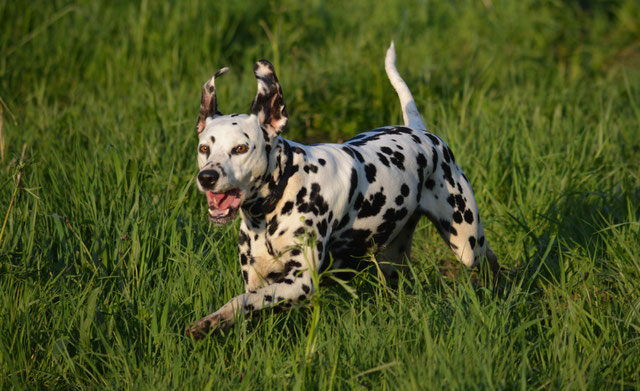 Links Belgische Club Voor Dalmatische Honden Club Royale Belge Du 