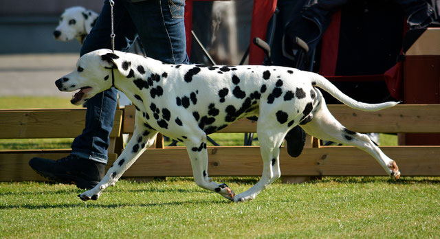 Standaard De Race Belgische Club Voor Dalmatische Honden Club 