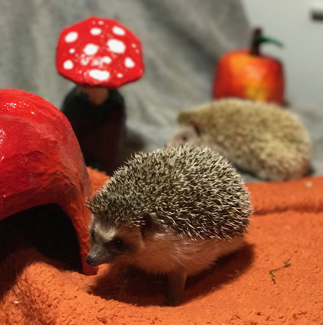 Der afrikanische Weißbauchigel als Heimtier - ks-berlinanimalss Webseite!