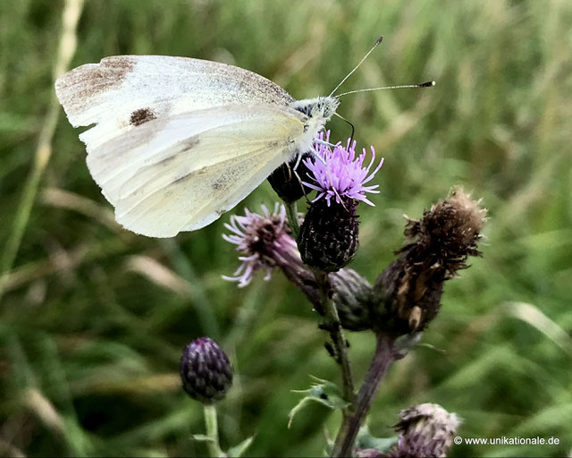 Kohlweißling auf Distel