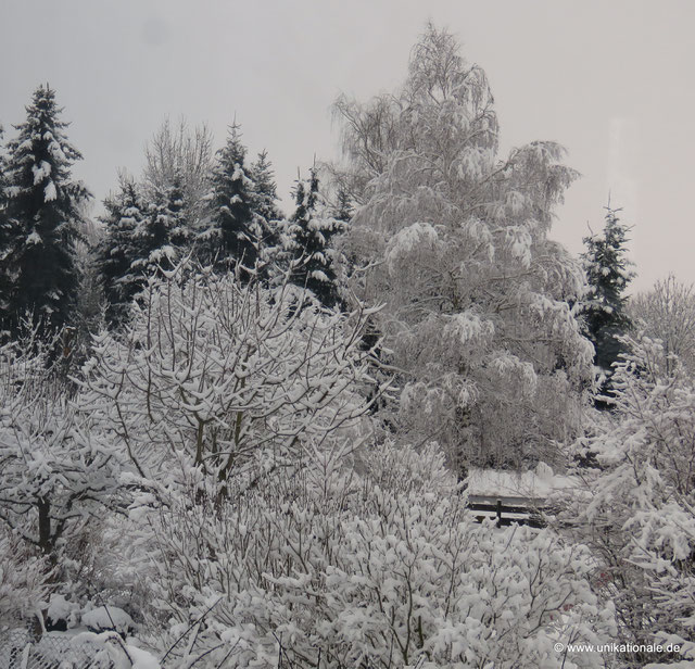 Birke im Winter