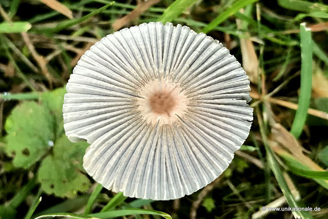 Pilz im Gras neben Apfelbaum im Garten