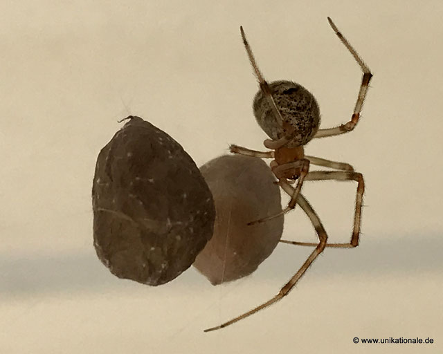 Spinne am Garagentor