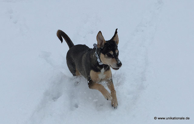 Danna rennt - rennender Hund im Schnee