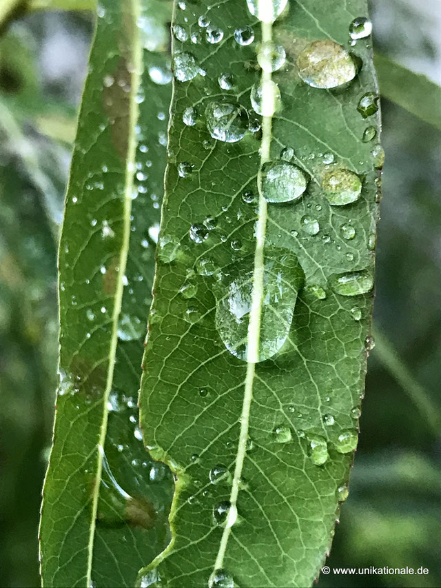 Nahaufnahme mit einer Handykamera iPhone 7 - Regentropfen auf einem Blatt