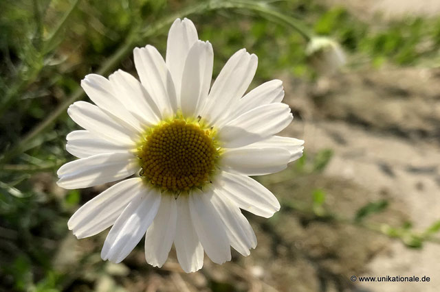 Weiße Margerite