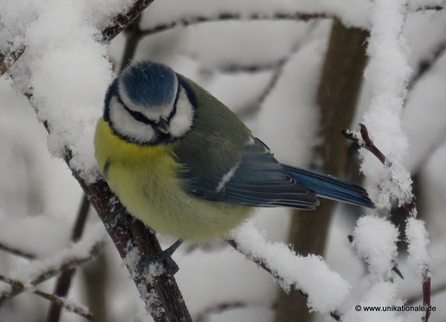 Blaumeise auf schneebedecktem Ast