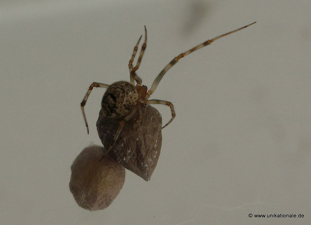 Spinne am Garagentor (2)