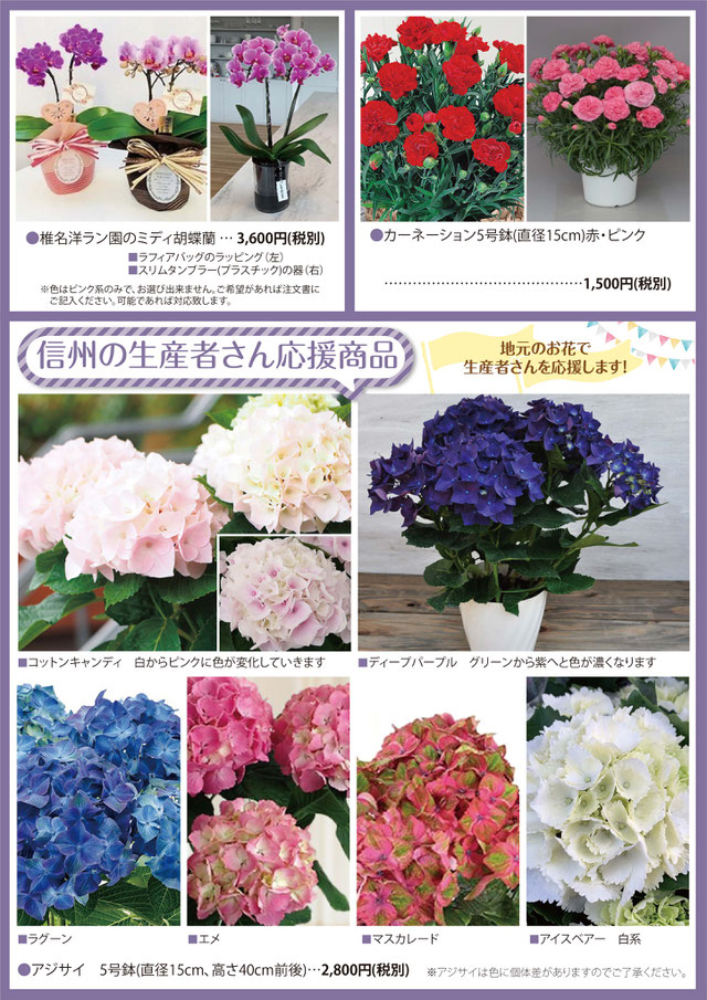 胡蝶蘭 カーネーション アジサイ 応援 画像