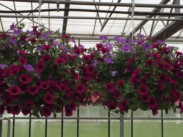 Gärtnerei - blumen igerl ampfing